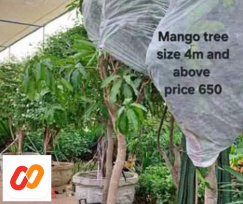 Mango Tree Plant