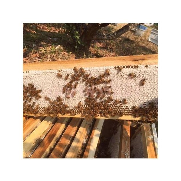 Natural Honeycomb