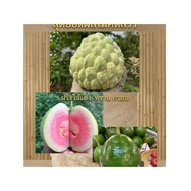 Pak Chong GI Custard Apple