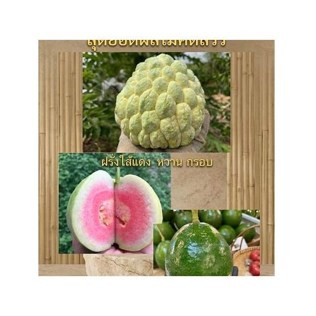 Pak Chong GI Custard Apple
