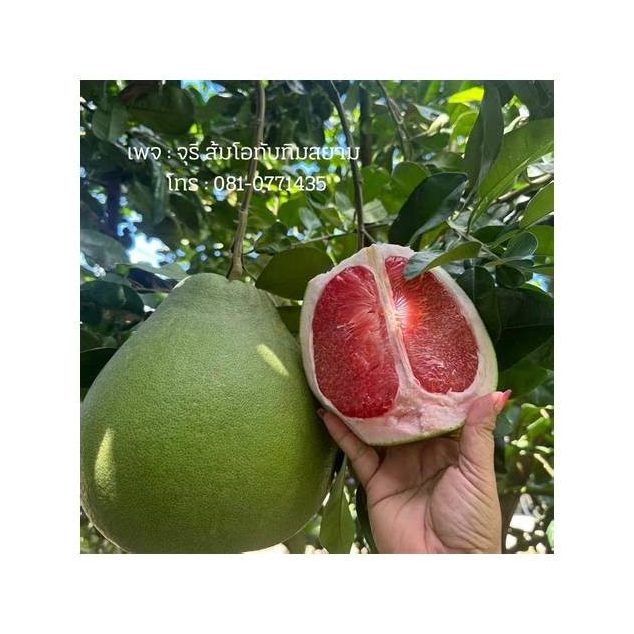 Thapthim Siam Pomelo