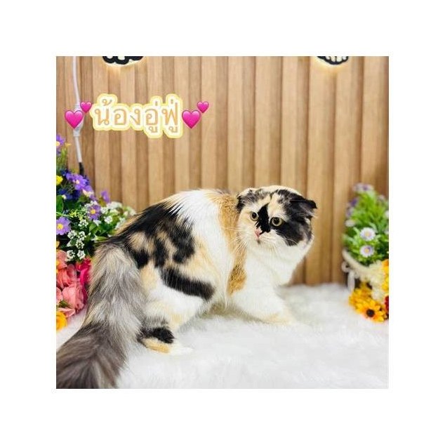 Ceramic Cat Figurines