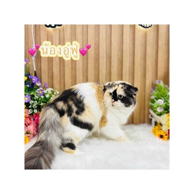 Ceramic Cat Figurines