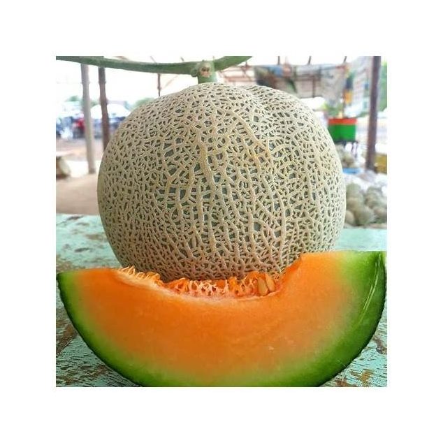 Fresh Cantaloupe Melon