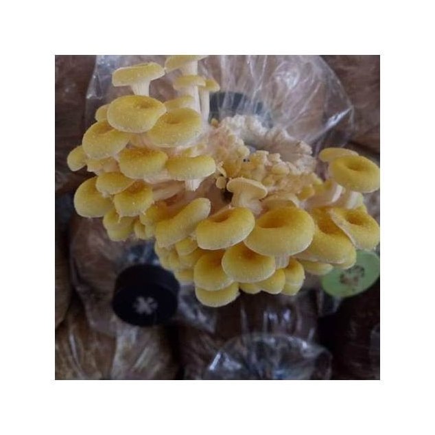 Fresh Golden Oyster Mushrooms