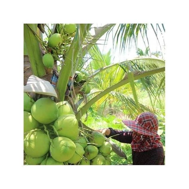 Fresh Young Coconuts