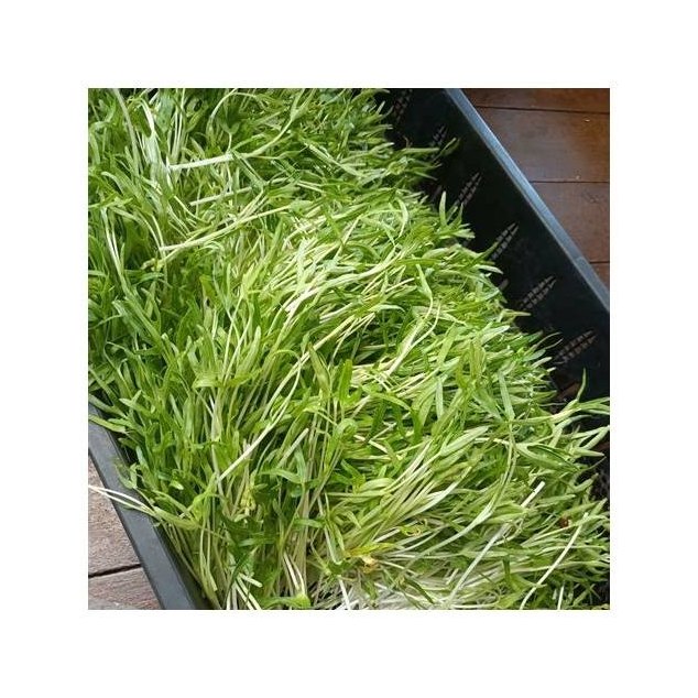 Morning Glory Microgreens