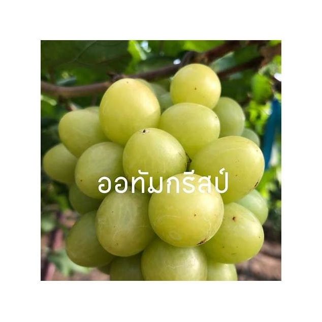 Seedless Grapes