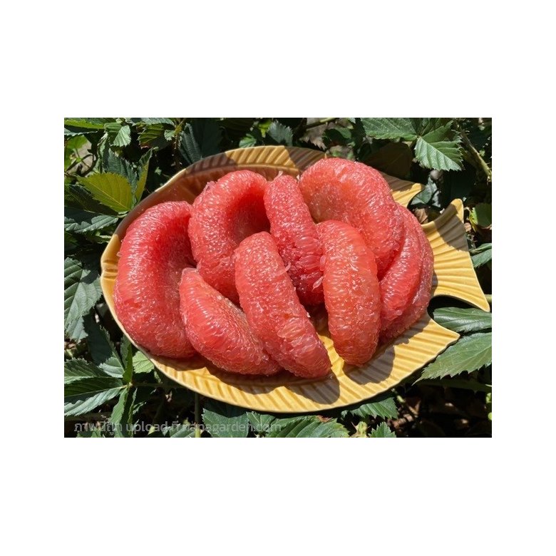 Thapthim Siam Pomelo