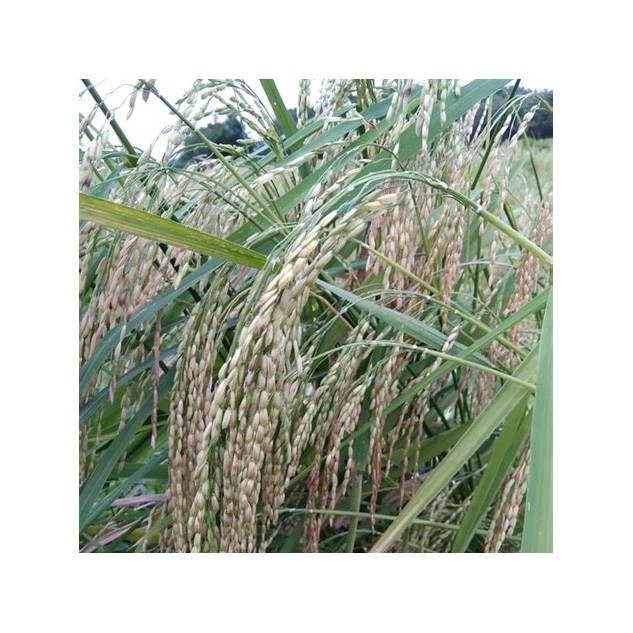 Organic Rice