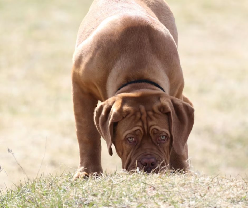 Restricted Dog Breeds Thailand