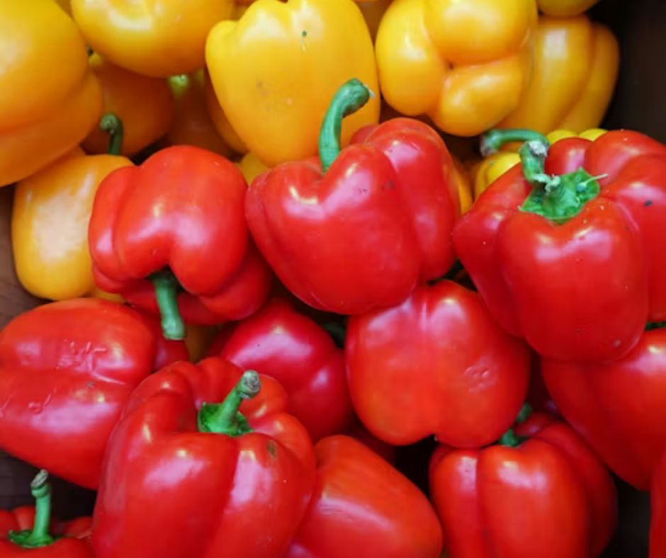 Pepper - Capsicum