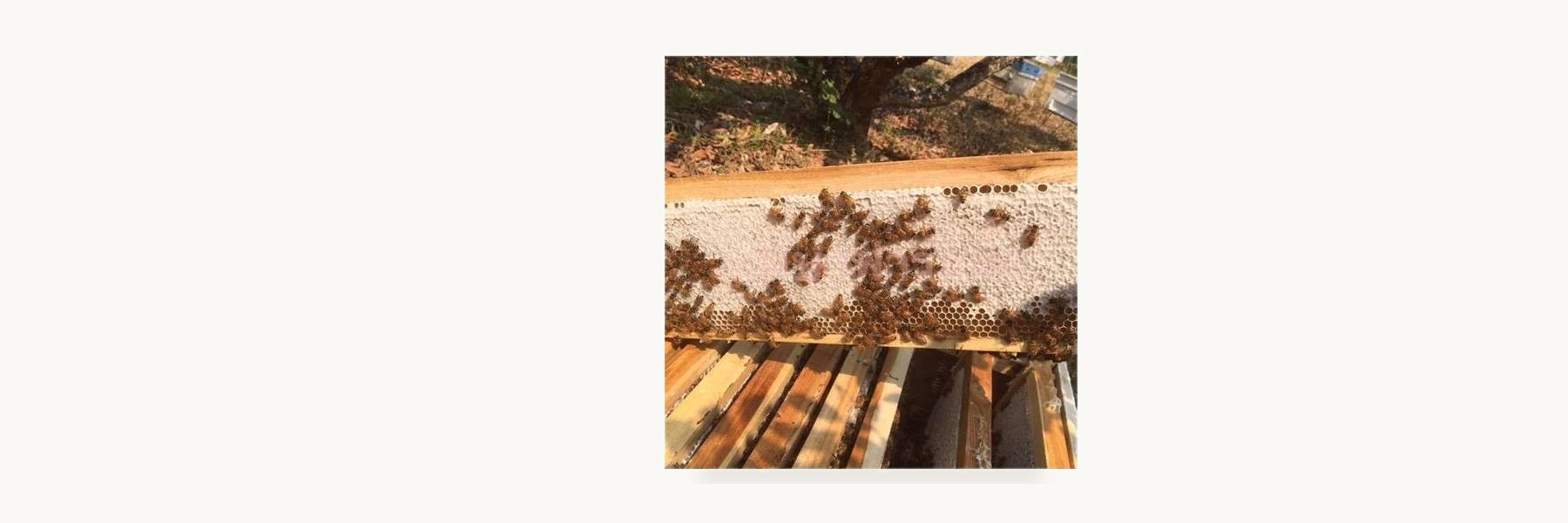 TPA Bee Farm