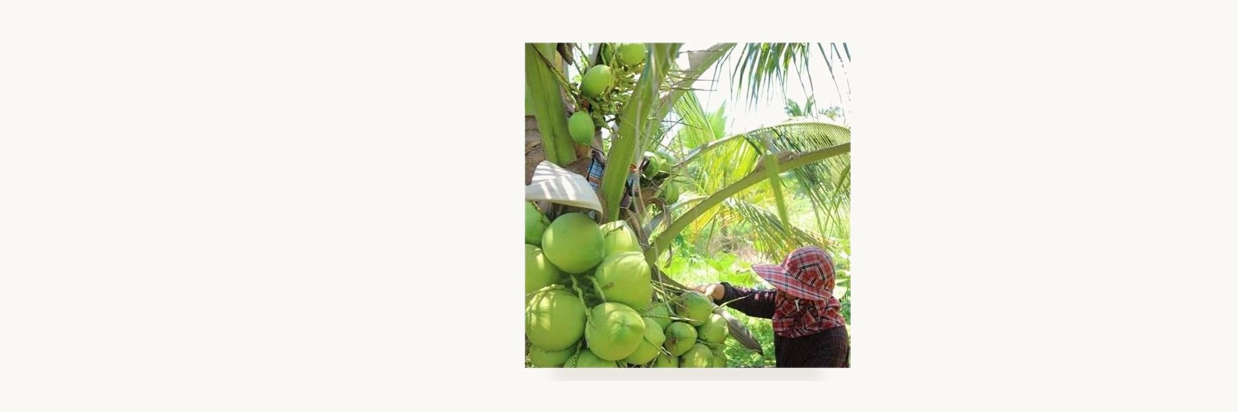 Cococowboy Coconut Farm
