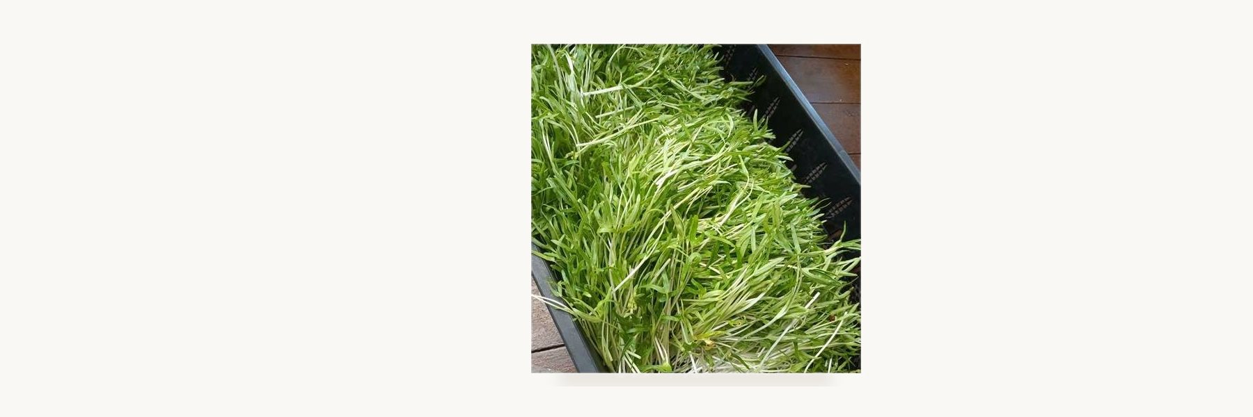 Bam Bam Farm Microgreens