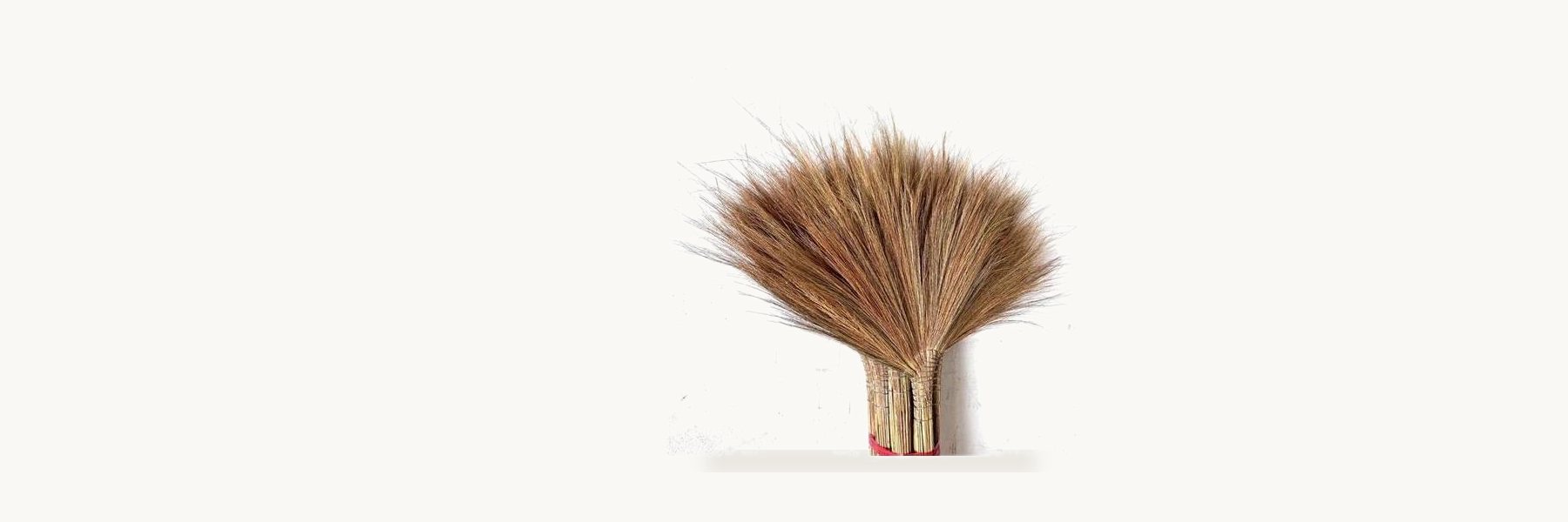 Phayao Grass Broom Group